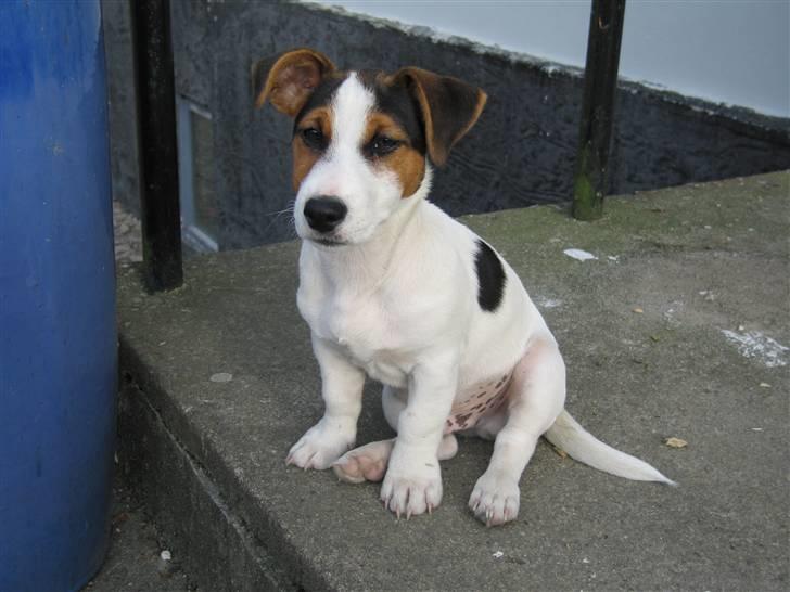 Jack russell terrier Illum's Eskild billede 20