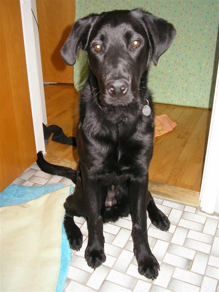 Blanding af racer Charlie - Hjulben er mit mellemnavn;o) billede 3