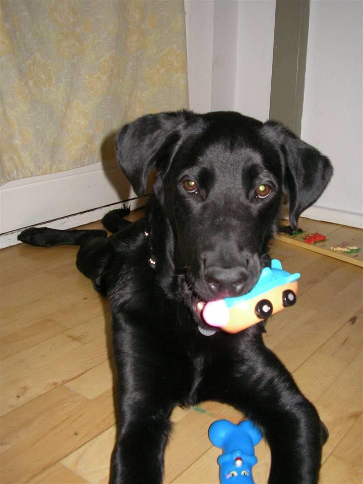 Blanding af racer Charlie billede 4