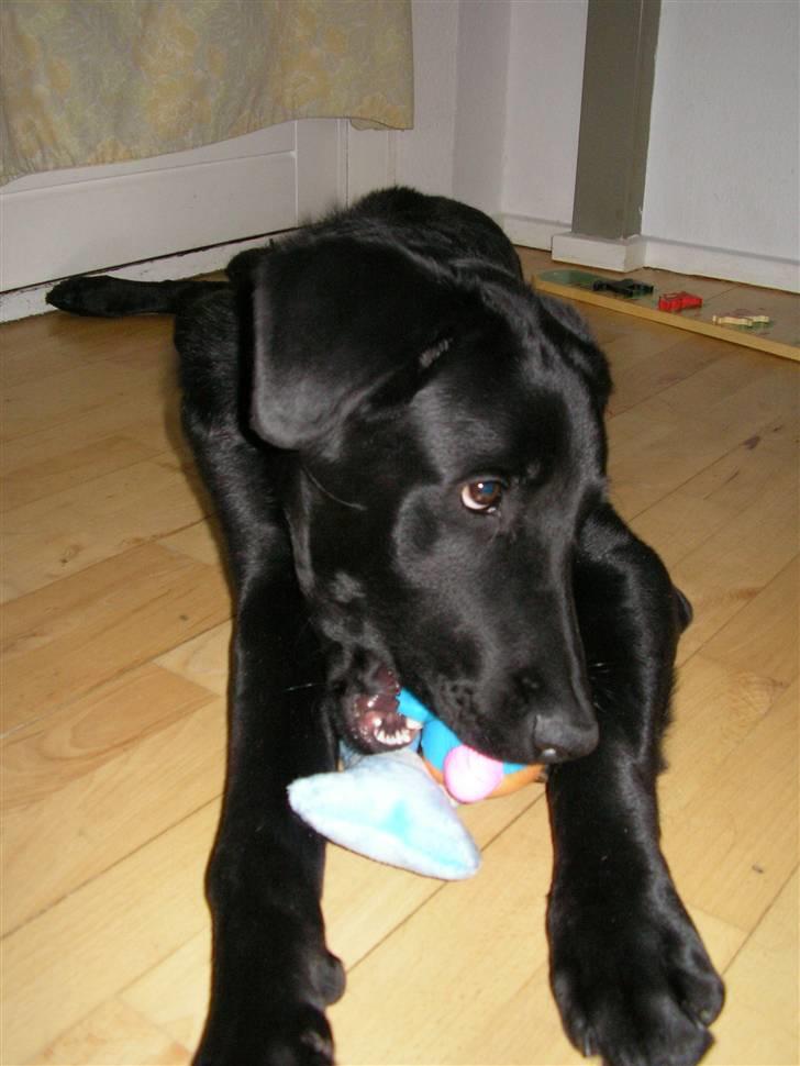 Blanding af racer Charlie billede 5