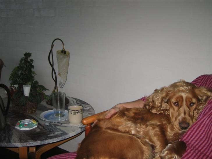 Cocker spaniel Bella - jaa man blier jo træt en gang i mellem  billede 16