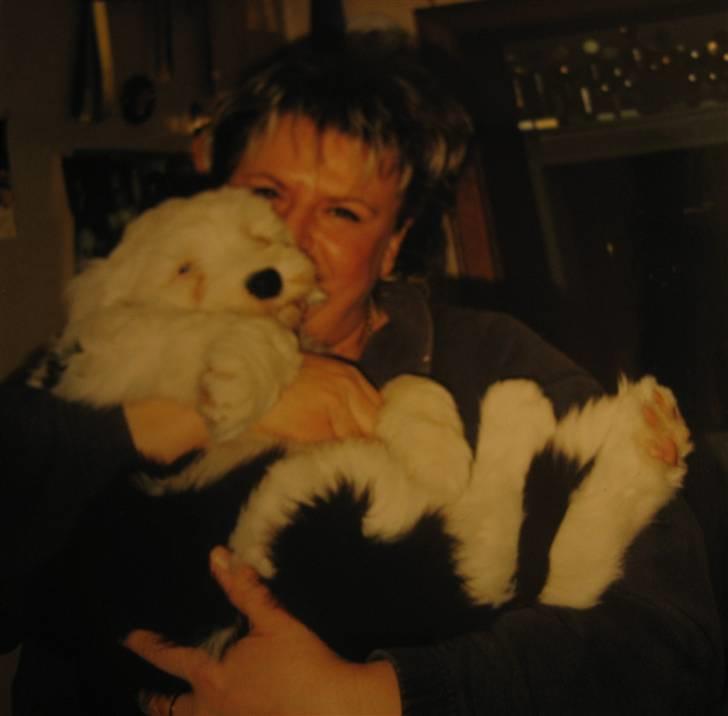 Old english sheepdog Sally *RIP* - Sally som hvalp ö billede 8