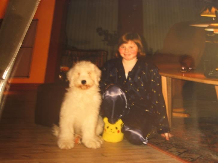 Old english sheepdog Sally *RIP* billede 9