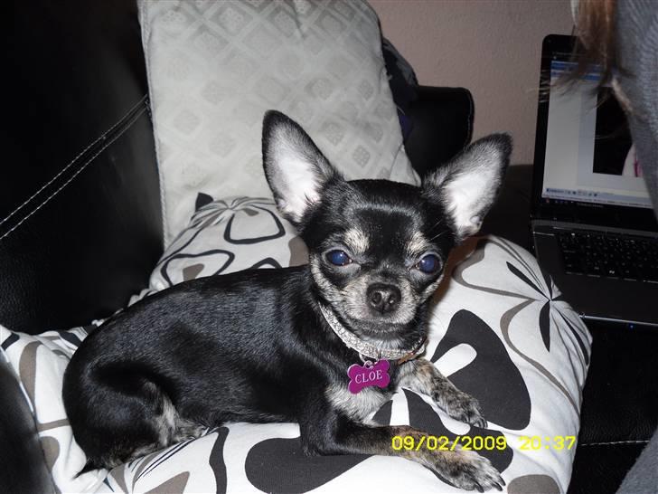 Chihuahua Cloe billede 1