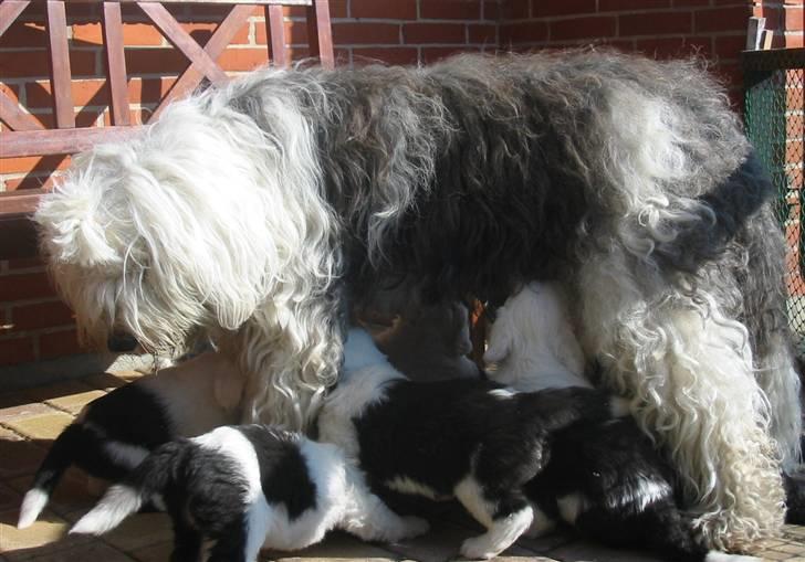 Old english sheepdog Sally *RIP* - Ak ja.. Det var ikke nemt at være mor til 10 sultne hvalpe :b billede 11