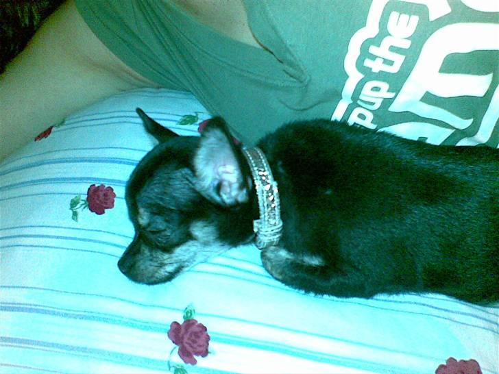 Chihuahua Cloe - Første dag i sit nye hjem og meget træt billede 2