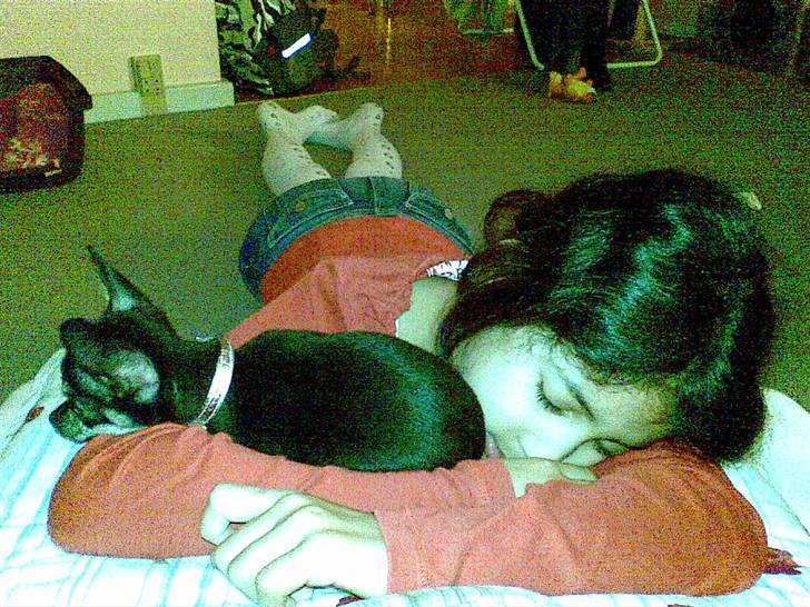 Chihuahua Cloe - Her putter hun med min datter billede 3