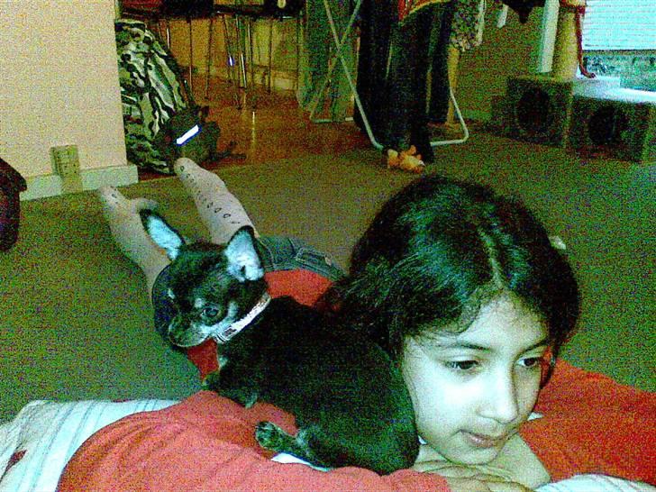 Chihuahua Cloe billede 4