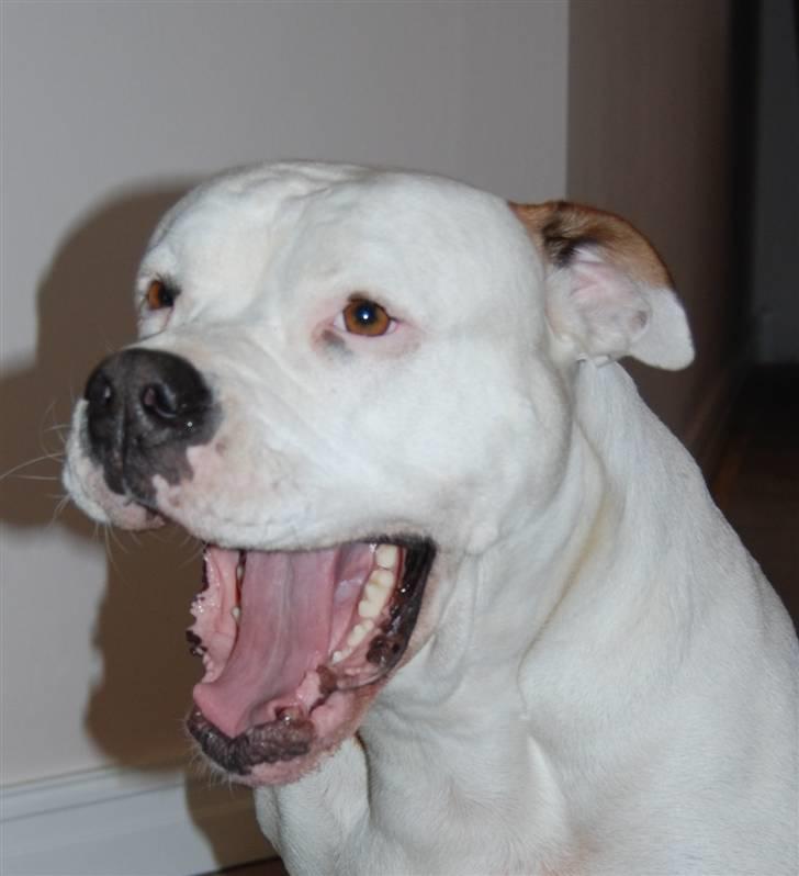 Amerikansk bulldog Bella R.I.P - jeg er så træt af at i hele tiden skal tage billeder af mig billede 20