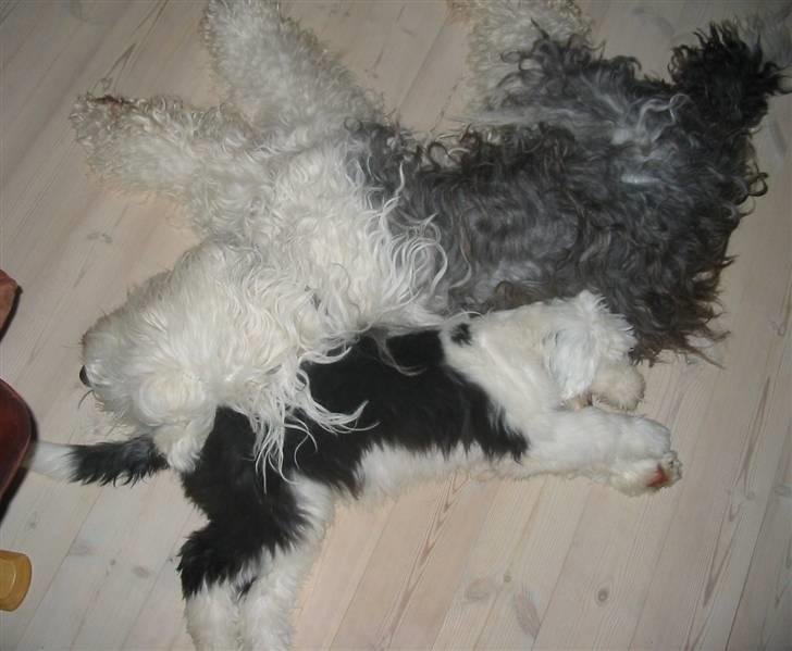 Old english sheepdog Amy - Amy og Sally tager en slapper :b billede 20
