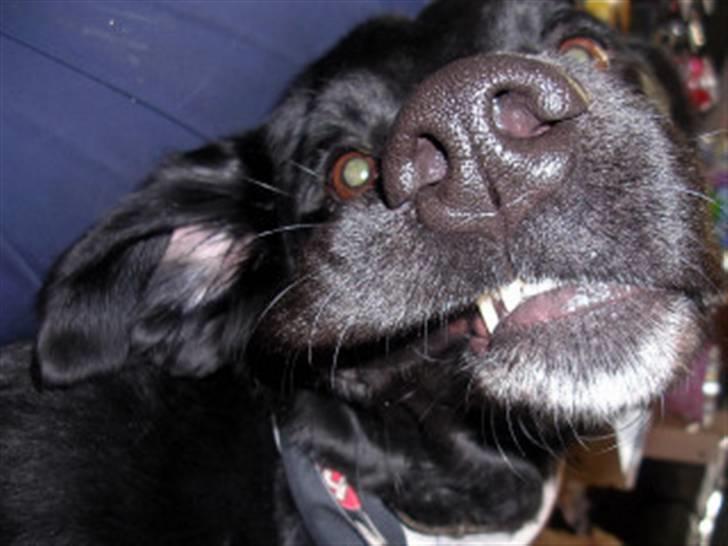 Blanding af racer Buller(aflivet d. 24/7) - Moar jeg sover altså...  billede 14