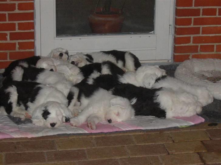 Old english sheepdog Sally *RIP* - Sallys hvalpe tager sig en lur ;) billede 12