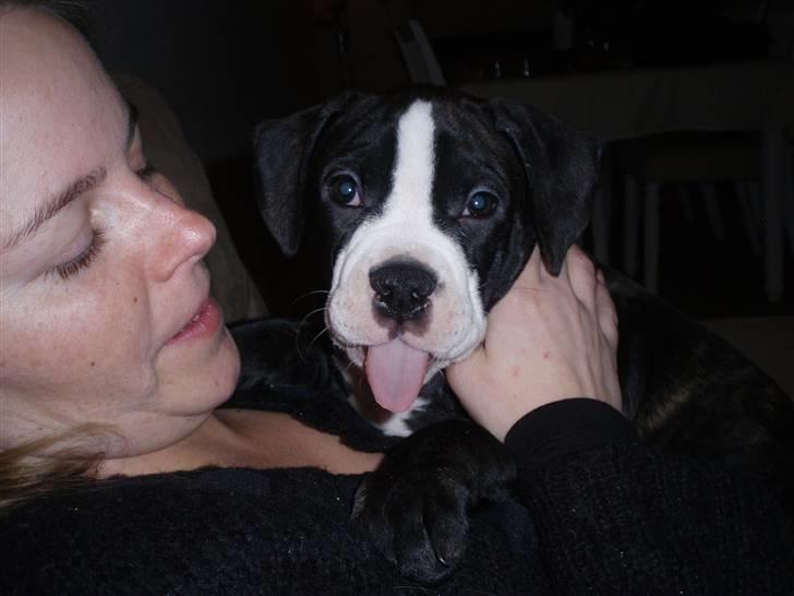 Olde victorian bulldogge Ember AKA Bertha - Gaaaaaab.. billede 10