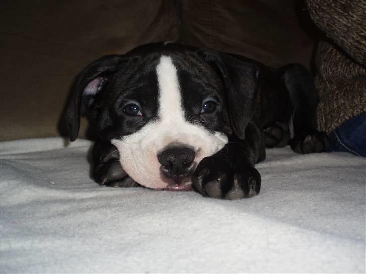 Olde victorian bulldogge Ember AKA Bertha - Ihh la mig nu være.. billede 11