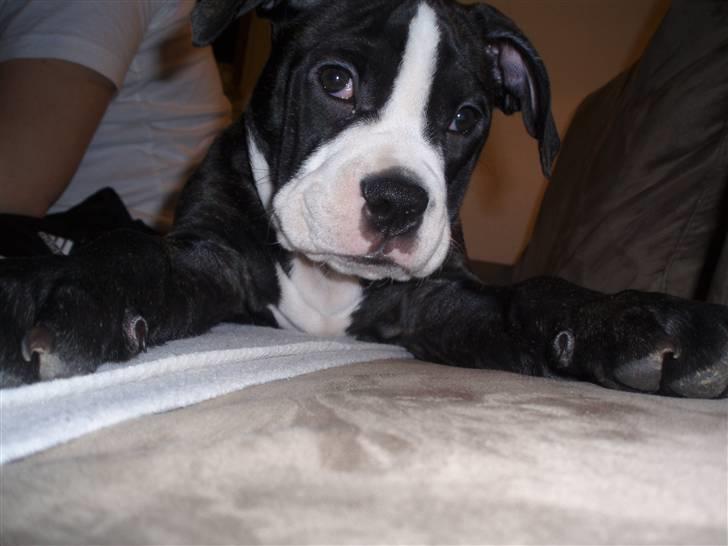 Olde victorian bulldogge Ember AKA Bertha - Se mine store poter.. billede 12