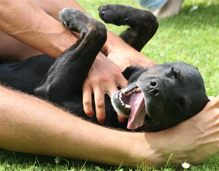 Labrador retriever Oskar the Bæver - Oskar elsker at blive møvlet og "moslet" billede 1
