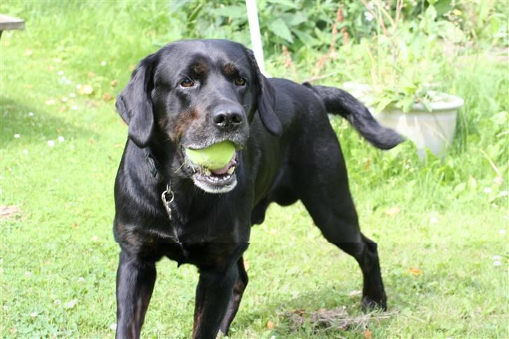 Labrador retriever Oskar the Bæver - Leg med mig... billede 2