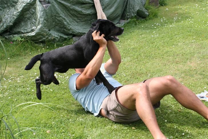 Labrador retriever Oskar the Bæver - ..du er så færdig.. billede 3