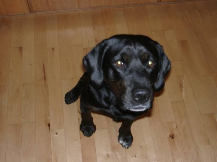 Labrador retriever Oskar the Bæver - Er der nogen der vil dele deres mad med mig? billede 4