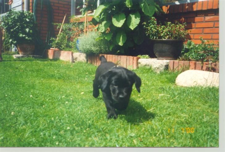 Labrador retriever Oskar the Bæver - Its a jungle out here! billede 5