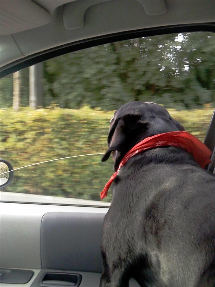 Labrador retriever Oskar the Bæver - Alle disse dejlige dufte billede 6