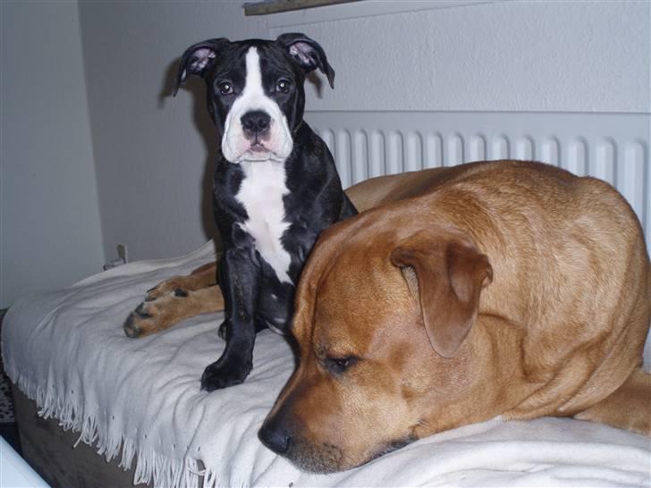 Olde victorian bulldogge Ember AKA Bertha - Mig og "storebror" Anton.. billede 15