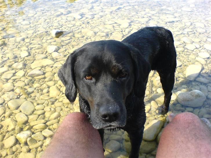 Labrador retriever Oskar the Bæver - Jeg er våd og kold, må jeg ikke komme op og ligge på dine ben? billede 7