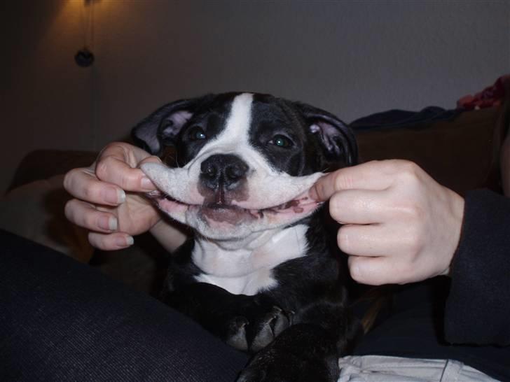 Olde victorian bulldogge Ember AKA Bertha - En lille bred-mundet frø.. billede 16