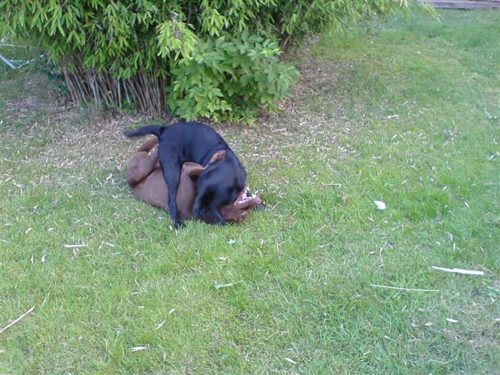 Labrador retriever Oskar the Bæver - Min allerbedste legekammerat - buller billede 8