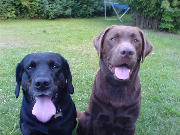 Labrador retriever Oskar the Bæver - Vi er verdens bedste mad tiggere. billede 9