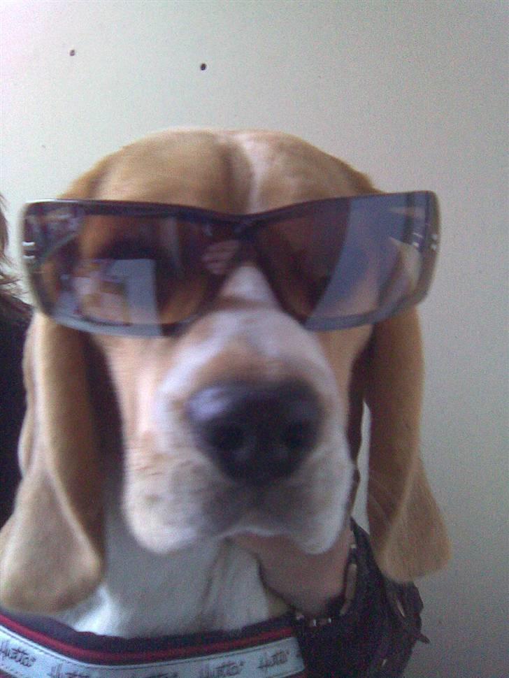 Beagle Balder - Hva så dér hva skeeer der. totaaaal gangsterbeagle billede 9