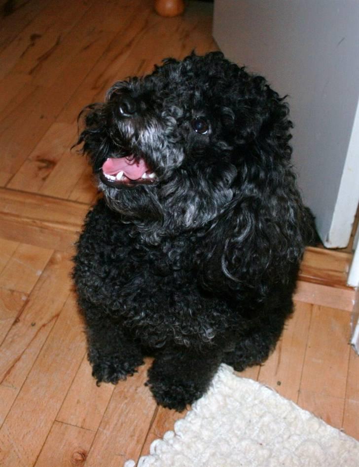 Toypuddel Sindy - Whatzzz Up..... billede 2