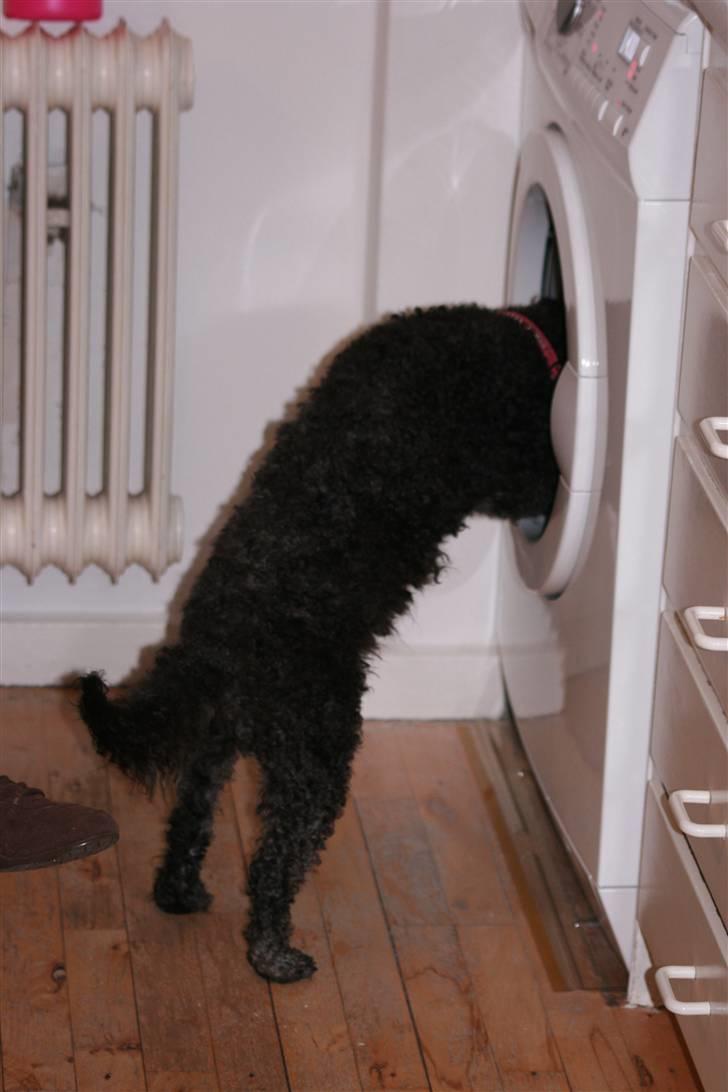 Toypuddel Sindy - Hvad fanden er det ? billede 3