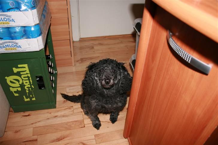 Toypuddel Sindy - Sindy´s drikke vare =0) billede 4