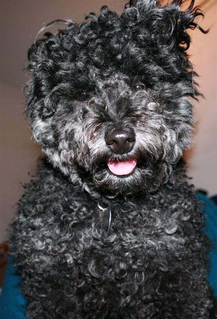 Toypuddel Sindy - Mine ejer har bundet mine øre, op over mit hoved. billede 5