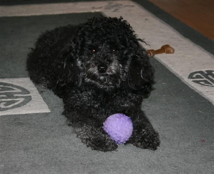 Toypuddel Sindy - Det er min ! billede 6