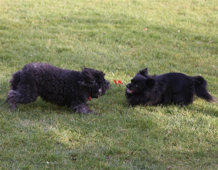 Toypuddel Sindy - Sindy Vs. Kenzo billede 7