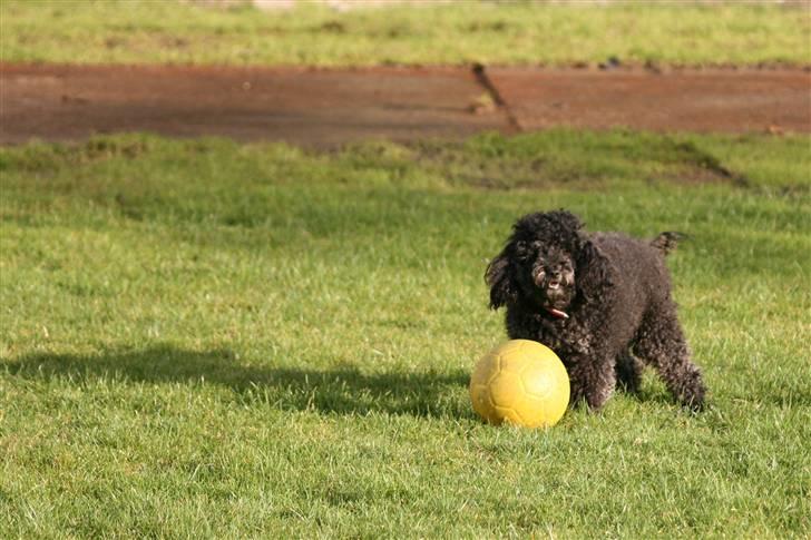 Toypuddel Sindy - Skal vi lege billede 8