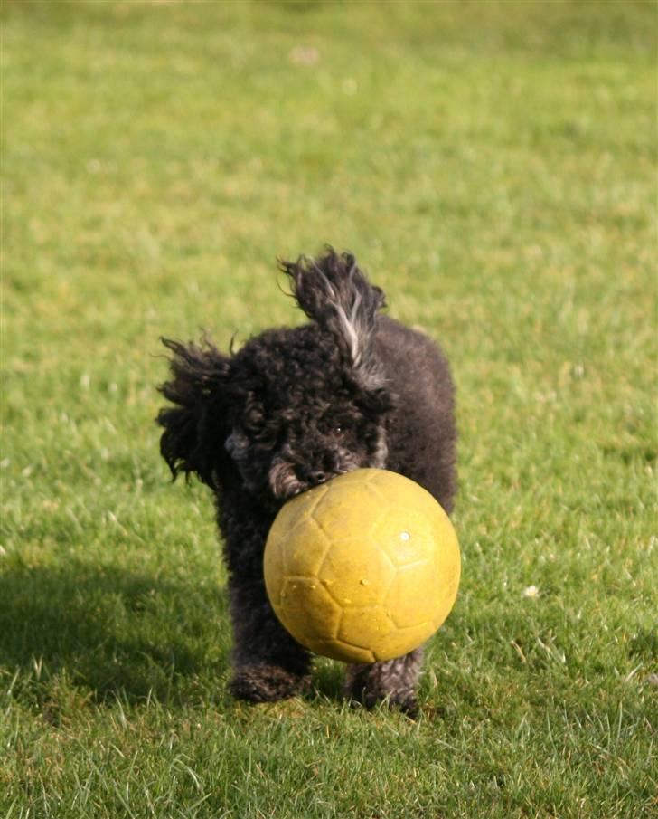 Toypuddel Sindy - Ingen kan fange mig når jeg løber med bolden o_O billede 9