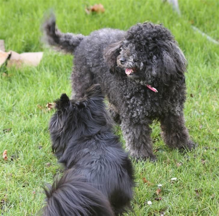 Toypuddel Sindy - Vi er helt forpustet billede 10