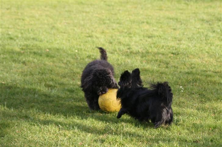 Toypuddel Sindy - Kenzo er slet intressert i bolden. Kun i Sindy billede 11