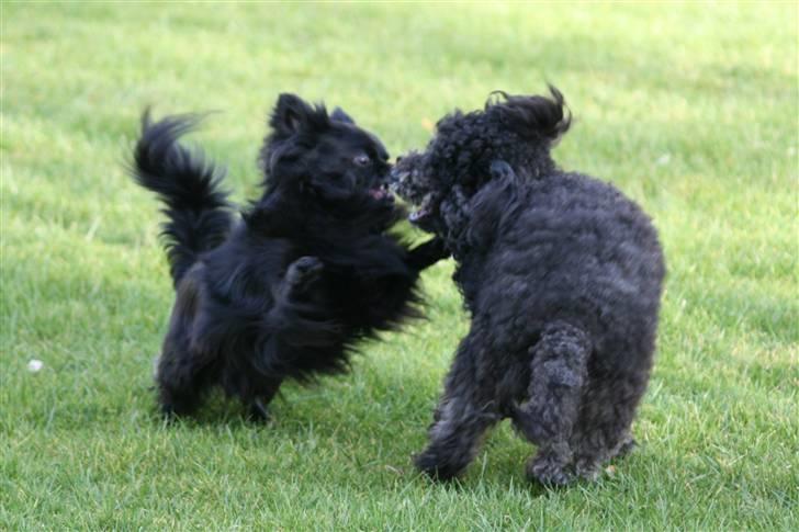 Toypuddel Sindy - Bliv her eller jeg holder dig tilbage billede 12