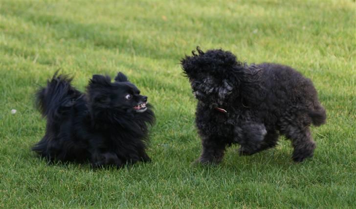 Toypuddel Sindy - Smil, til kameraet. Sindy hvorfor smiller du ikke. billede 13