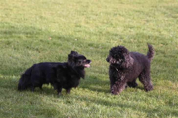 Toypuddel Sindy - Bla bla, vuf vuf..... billede 14