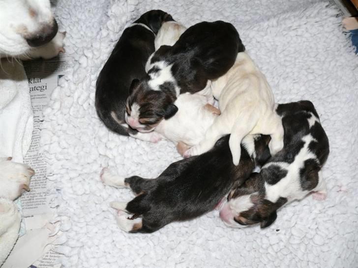 Beagle Balder billede 10