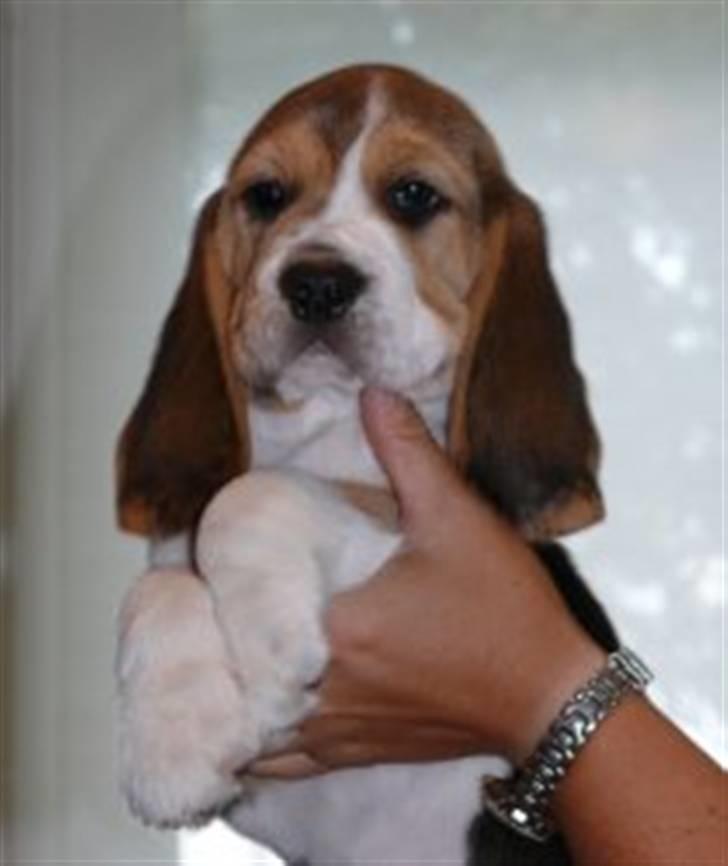 Beagle Balder billede 11