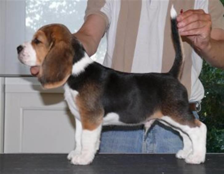 Beagle Balder billede 12