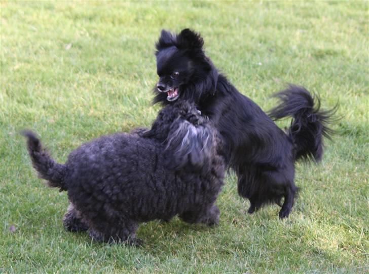 Toypuddel Sindy - Danish Psycho "Kenzo" billede 15