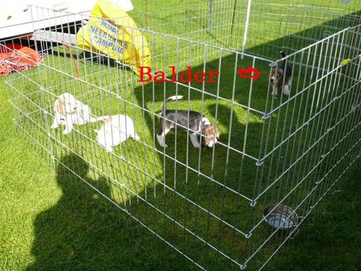 Beagle Balder billede 13