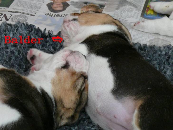 Beagle Balder billede 14